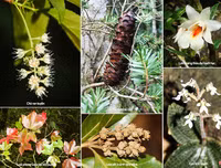 [ẢNH] Chiêm ngưỡng vẻ đẹp của 4 Vườn Di sản ASEAN mới tại Việt Nam