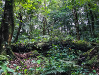 [ẢNH] Chiêm ngưỡng vẻ đẹp của 4 Vườn Di sản ASEAN mới tại Việt Nam