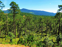 [ẢNH] Chiêm ngưỡng vẻ đẹp của 4 Vườn Di sản ASEAN mới tại Việt Nam