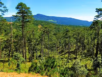 [ẢNH] Chiêm ngưỡng vẻ đẹp của 4 Vườn Di sản ASEAN mới tại Việt Nam