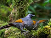 [ẢNH] Chiêm ngưỡng vẻ đẹp của 4 Vườn Di sản ASEAN mới tại Việt Nam