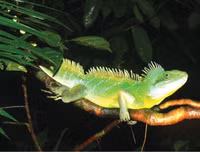 [ẢNH] Chiêm ngưỡng vẻ đẹp của 4 Vườn Di sản ASEAN mới tại Việt Nam