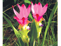 [ẢNH] Chiêm ngưỡng vẻ đẹp của 4 Vườn Di sản ASEAN mới tại Việt Nam