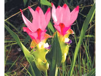 [ẢNH] Chiêm ngưỡng vẻ đẹp của 4 Vườn Di sản ASEAN mới tại Việt Nam