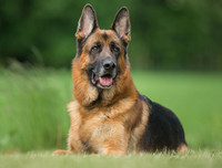 [ẢNH] Top 8 loài chó thông minh nhất thế giới