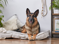 [ẢNH] Top 8 loài chó thông minh nhất thế giới