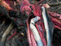 [ẢNH] Những món ăn kỳ lạ có 