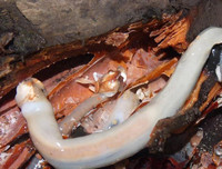 [ẢNH] Những món ăn kỳ lạ có 