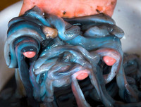 [ẢNH] Những món ăn kỳ lạ có 