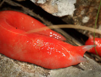 [ẢNH] Chiêm ngưỡng 