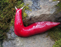 [ẢNH] Chiêm ngưỡng 