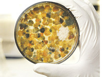 [ẢNH] Cảnh báo những loại gia vị có thể gây nguy hiểm đến sức khỏe cần tránh