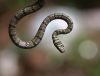 [ẢNH] Khả năng đặc biệt đến khó tin của những động vật kỳ lạ trên thế giới