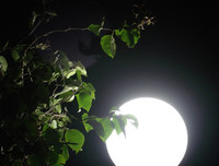 [ẢNH] Chiêm ngưỡng vẻ đẹp của Tết Trung thu ở một số nước châu Á