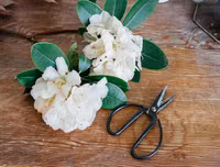 Mẹo nhỏ nhưng công dụng lớn giúp hoa tươi lâu dịp Tết