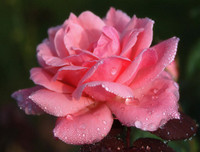 Mẹo nhỏ nhưng công dụng lớn giúp hoa tươi lâu dịp Tết