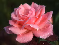 Mẹo nhỏ nhưng công dụng lớn giúp hoa tươi lâu dịp Tết