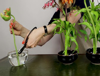 Mẹo nhỏ nhưng công dụng lớn giúp hoa tươi lâu dịp Tết