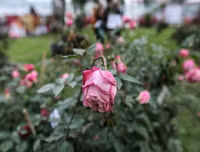 Mẹo nhỏ nhưng công dụng lớn giúp hoa tươi lâu dịp Tết