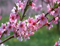 Mẹo nhỏ nhưng công dụng lớn giúp hoa tươi lâu dịp Tết