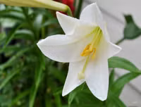 Mẹo nhỏ nhưng công dụng lớn giúp hoa tươi lâu dịp Tết