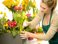 Mẹo nhỏ nhưng công dụng lớn giúp hoa tươi lâu dịp Tết