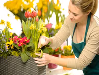 Mẹo nhỏ nhưng công dụng lớn giúp hoa tươi lâu dịp Tết