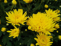 Mẹo nhỏ nhưng công dụng lớn giúp hoa tươi lâu dịp Tết