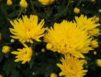 Mẹo nhỏ nhưng công dụng lớn giúp hoa tươi lâu dịp Tết