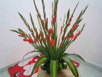 Mẹo nhỏ nhưng công dụng lớn giúp hoa tươi lâu dịp Tết