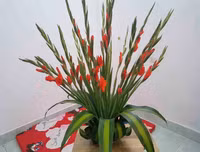 Mẹo nhỏ nhưng công dụng lớn giúp hoa tươi lâu dịp Tết