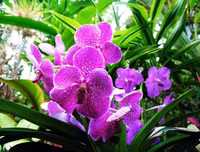 Mẹo nhỏ nhưng công dụng lớn giúp hoa tươi lâu dịp Tết