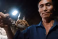 Mục sở thị các trại nuôi hàng tỷ con gián bằng thức ăn thừa ở Trung Quốc