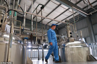 Mục sở thị các trại nuôi hàng tỷ con gián bằng thức ăn thừa ở Trung Quốc