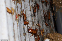 Mục sở thị các trại nuôi hàng tỷ con gián bằng thức ăn thừa ở Trung Quốc