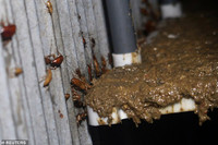 Mục sở thị các trại nuôi hàng tỷ con gián bằng thức ăn thừa ở Trung Quốc