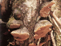 [ẢNH] Điểm danh những loại nấm 