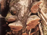 [ẢNH] Điểm danh những loại nấm 