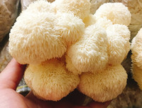 [ẢNH] Điểm danh những loại nấm 