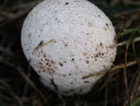 [ẢNH] Điểm danh những loại nấm 