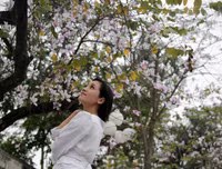 [ẢNH] Vẻ quyến rũ đến say đắm lòng người của hoa ban giữa lòng Thủ đô