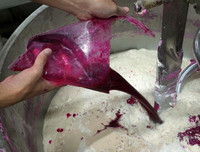 [ẢNH] Món ngon tốt cho sức khoẻ, dễ làm từ thanh long