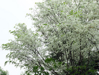 [ẢNH] Hà Nội đẹp đến nao lòng trong sắc trắng hoa sưa