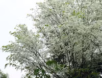 [ẢNH] Hà Nội đẹp đến nao lòng trong sắc trắng hoa sưa