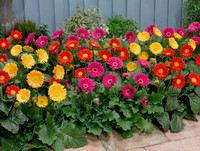 [ẢNH] 12 loại hoa 