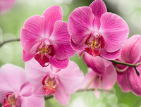 [ẢNH] 12 loại hoa 