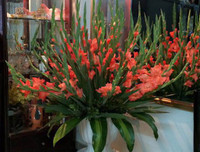 [ẢNH] 12 loại hoa 