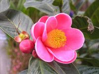 [ẢNH] 12 loại hoa 