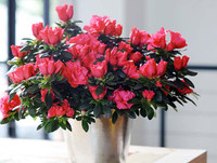 [ẢNH] 12 loại hoa 