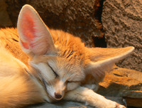 [ẢNH] Top 8 loài động vật sở hữu ngoại hình đáng yêu trên thế giới